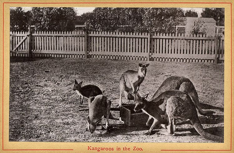 Photographic Views Of Adelaide, South Australia, c1890