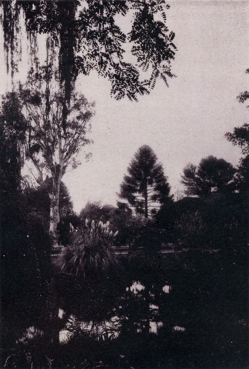 Wiggs Views of Adelaide c1899