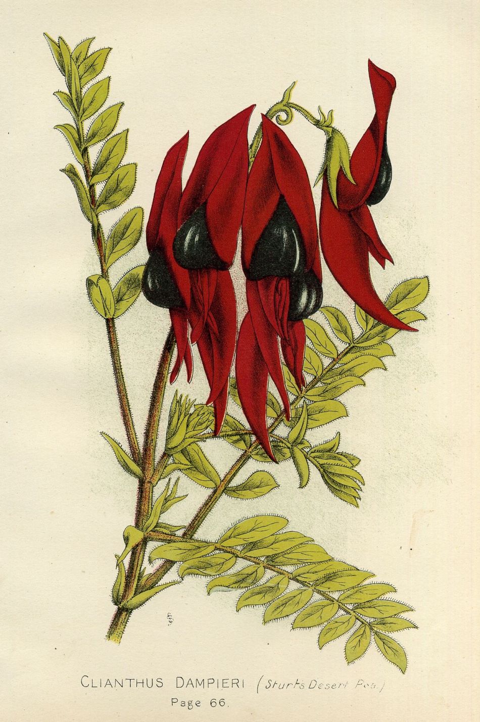 The Aldine History Of South Australia, Illustrated, 1890.