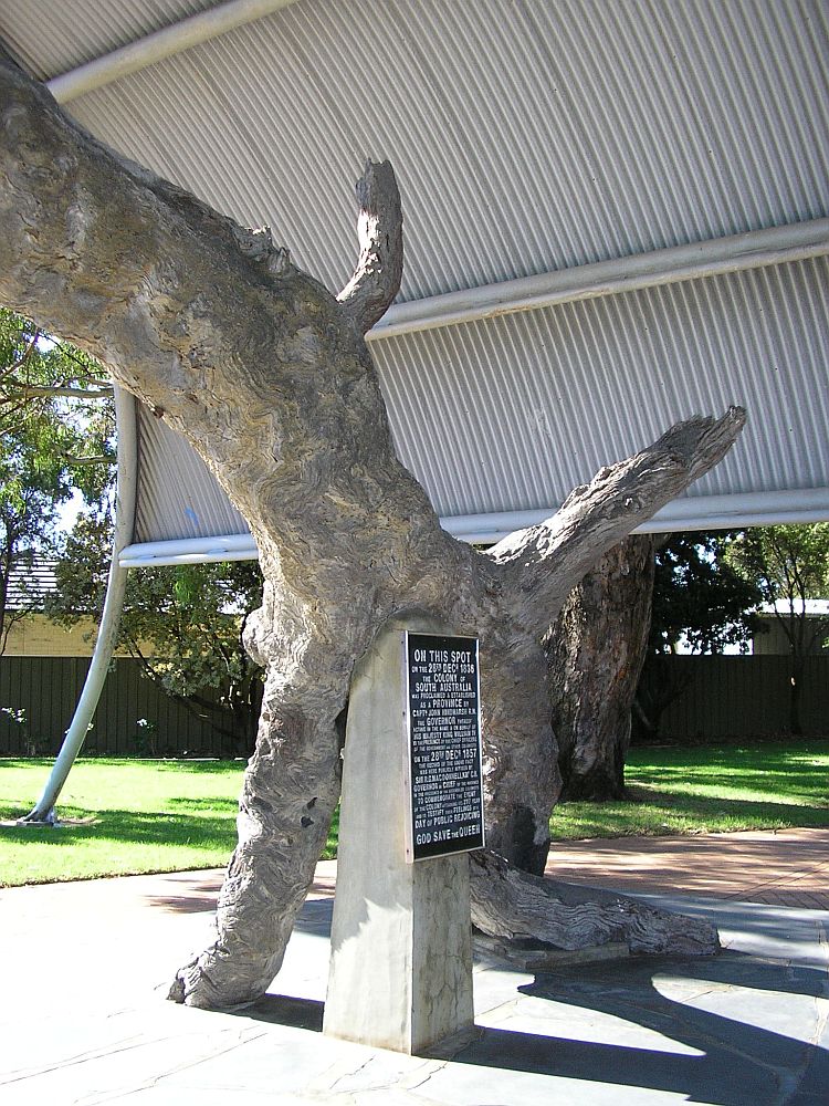 The Proclamation Tree In 2007
