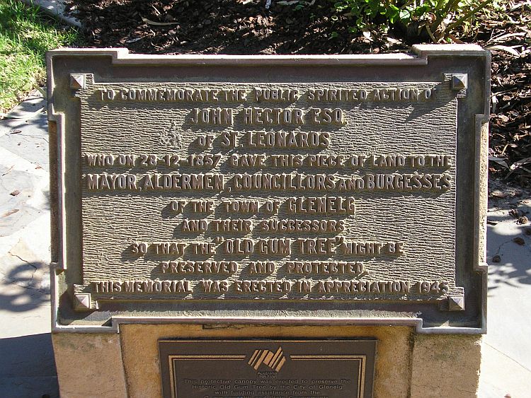 The Proclamation Tree In 2007