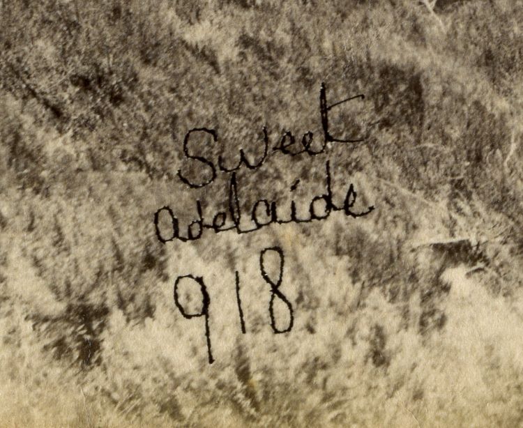 Captain Sweet's Views of Adelaide and South Australia 1866-1885