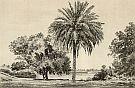Palm Tree On Rotunda Lawn, Adelaide Palm Tree On Rotunda Lawn, Adelaide